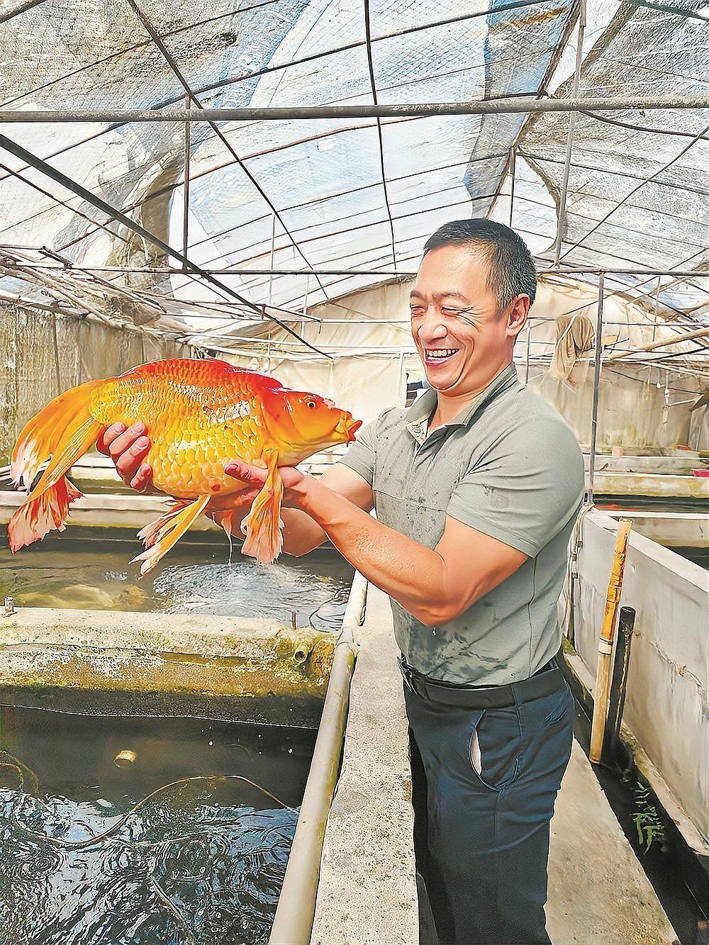 國內(nèi)可以繁殖出金龍魚嗎