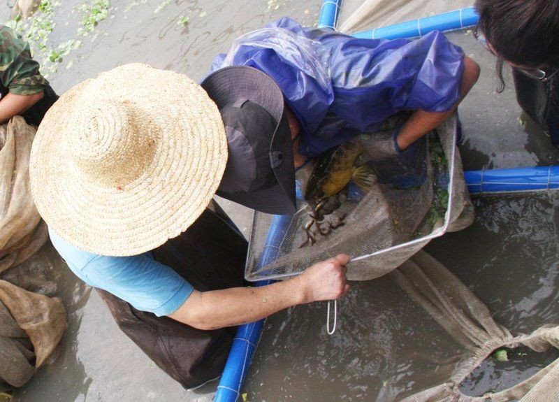 國內(nèi)可以繁殖出金龍魚嗎