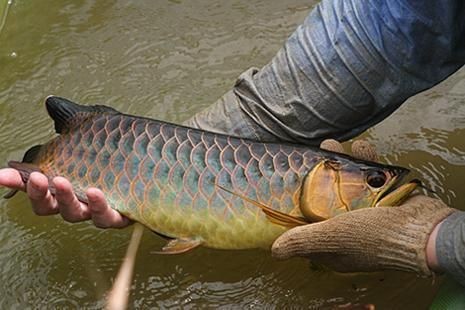 國內可以繁殖出金龍魚嗎