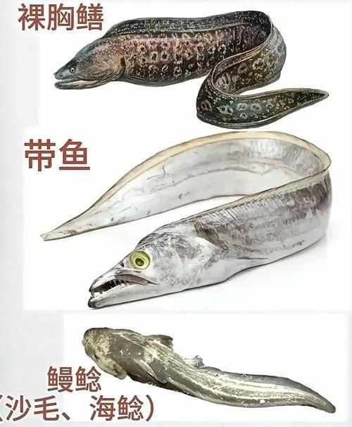 海魚大全10000種圖片 龍魚論壇 第21張 海魚大全10000種圖片 海魚大全10000種圖片 龍魚論壇 第21張