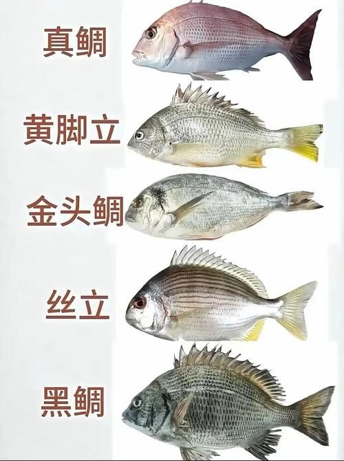 海魚大全10000種圖片 龍魚論壇 第24張 海魚大全10000種圖片 海魚大全10000種圖片 龍魚論壇 第24張