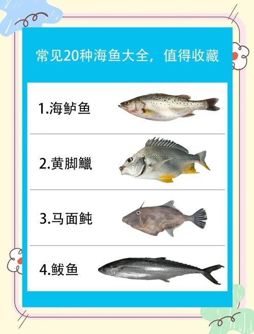 海魚大全10000種圖片 龍魚論壇 第26張 海魚大全10000種圖片 海魚大全10000種圖片 龍魚論壇 第26張