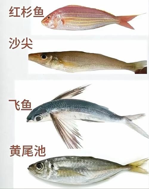 海魚大全10000種圖片 龍魚論壇 第20張 海魚大全10000種圖片 海魚大全10000種圖片 龍魚論壇 第20張