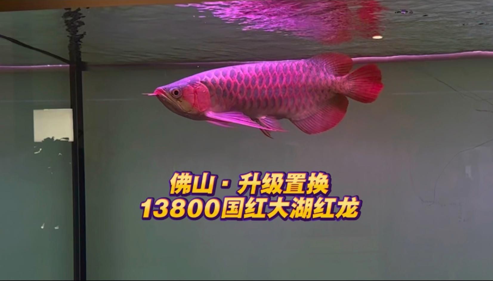 哪個品牌的紅龍魚好