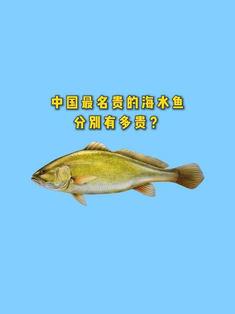 海魚什么魚貴