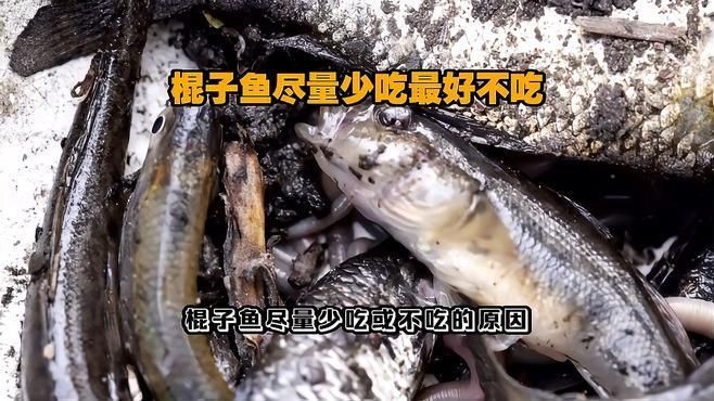 混子魚為何要盡量少吃