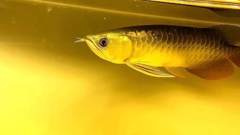 金頭過(guò)背金龍魚20厘米是多長(zhǎng)