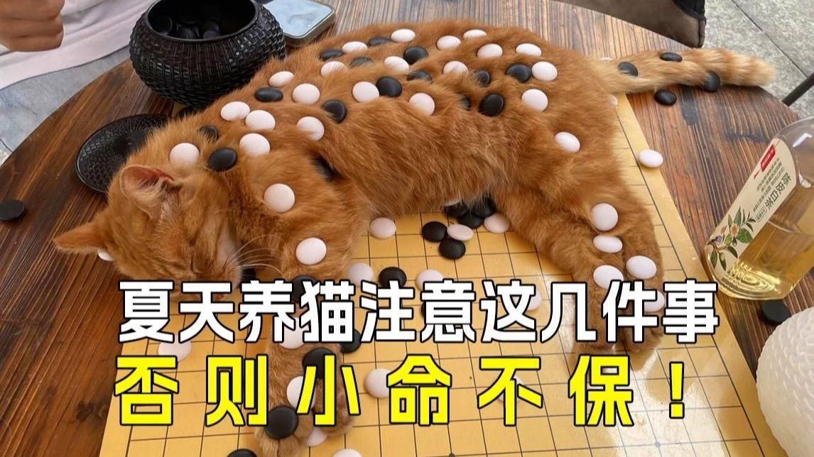 巨骨舌魚吃貓視頻