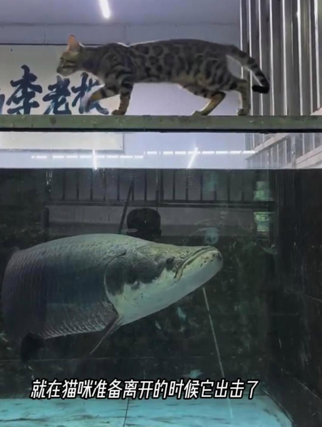 巨骨舌魚吃貓視頻