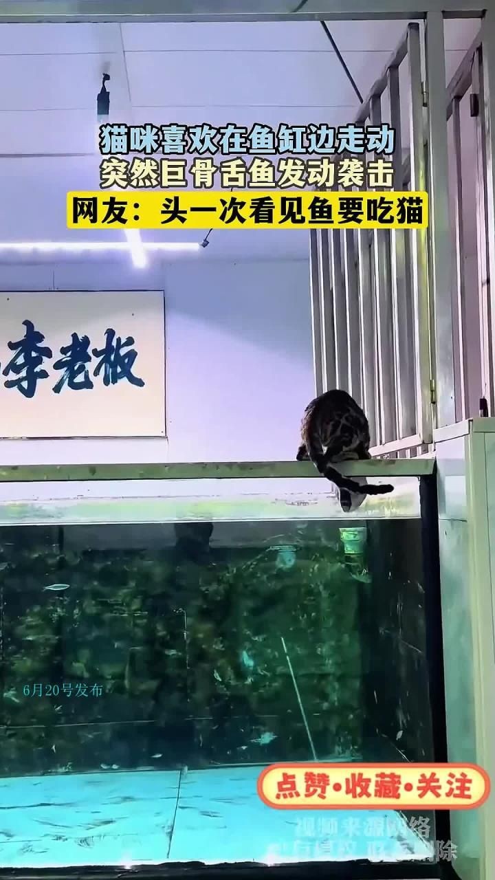 巨骨舌魚吃貓視頻