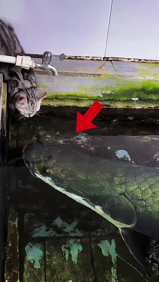 巨骨舌魚吃貓視頻
