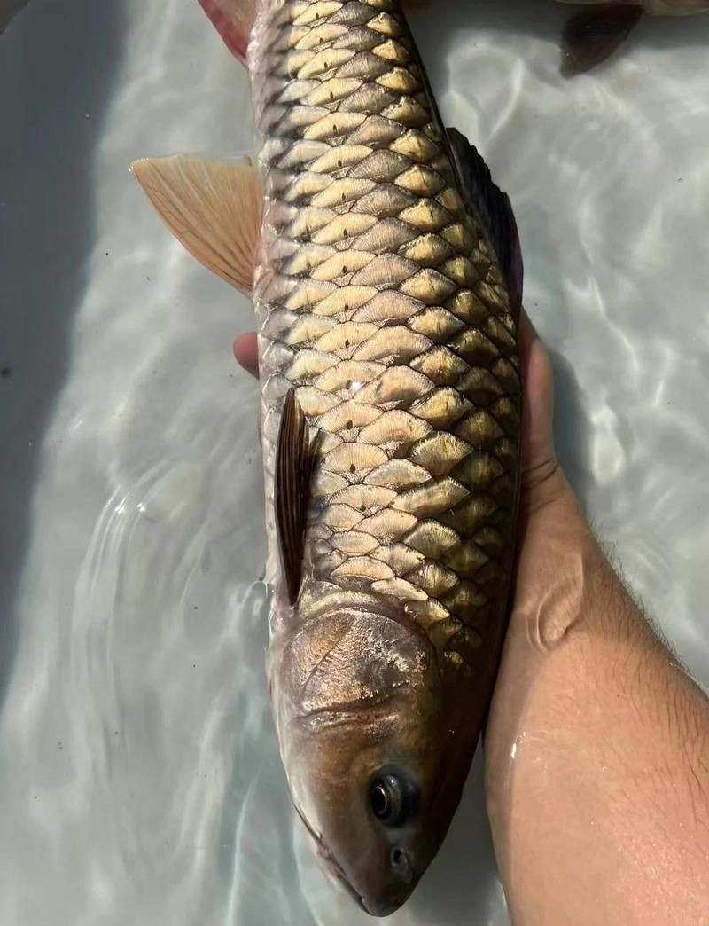軍魚的最佳吃法