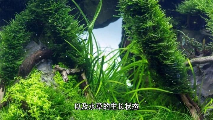 和田魚缸維護(hù)