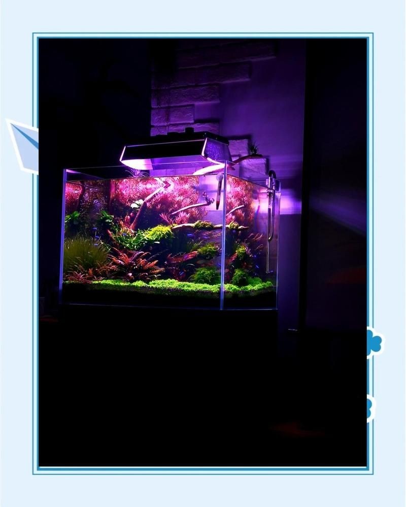平頂山魚缸維護(hù)