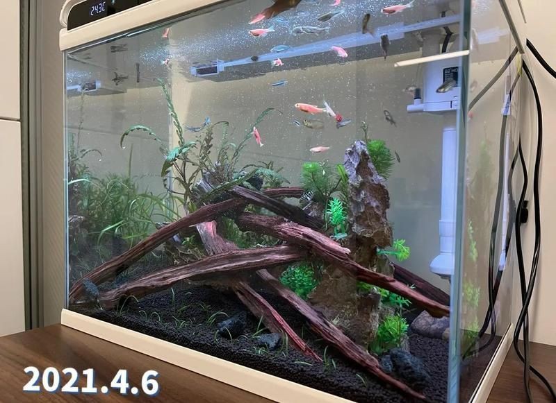 平頂山魚缸維護(hù)
