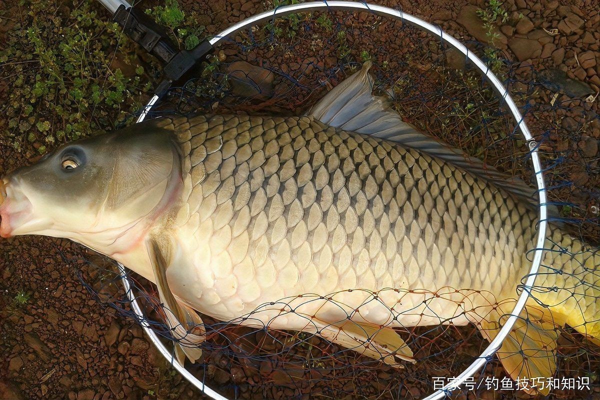 古代什么魚最名貴 古代什么魚最名貴 全國水族館企業名錄 第7張