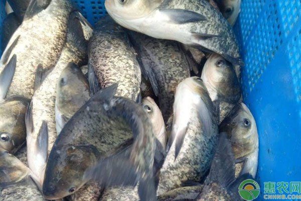海鰱好養嗎 龍魚論壇 第3張 海鰱好養嗎 海鰱好養嗎 龍魚論壇 第3張