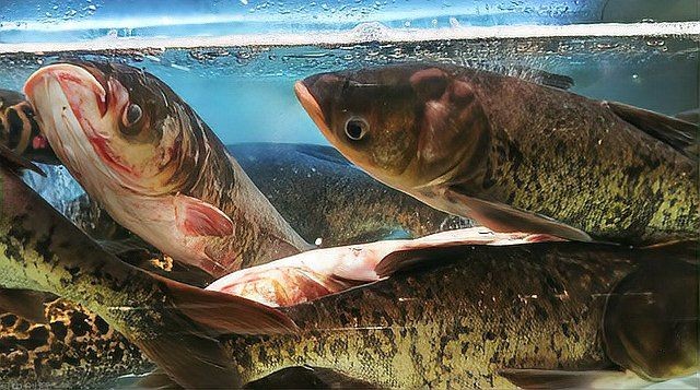 海鰱好養嗎 龍魚論壇 第1張 海鰱好養嗎 海鰱好養嗎 龍魚論壇 第1張
