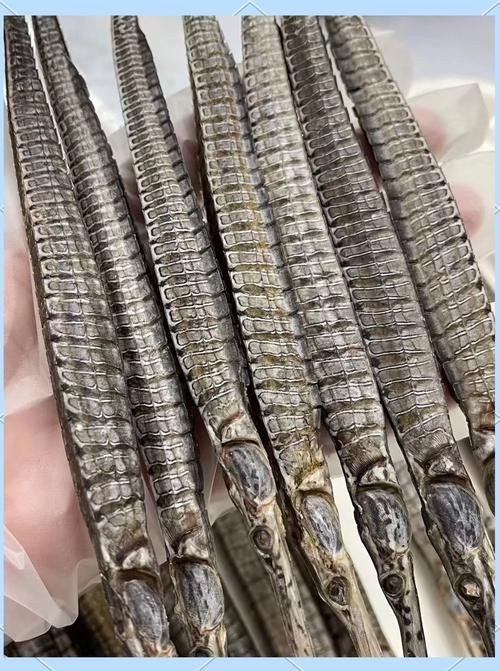 海龍魚(yú)的圖片 海龍魚(yú)的圖片 龍魚(yú)論壇 第19張