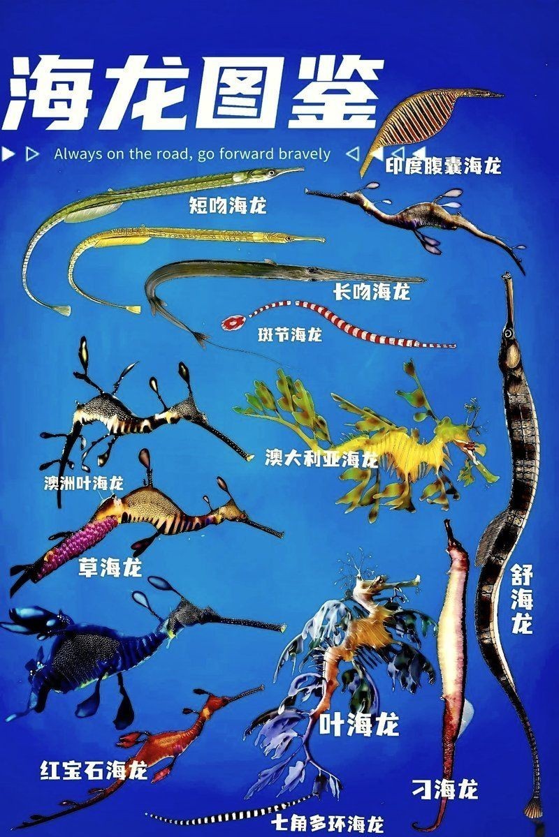 海龍魚(yú)的圖片 海龍魚(yú)的圖片 龍魚(yú)論壇 第30張
