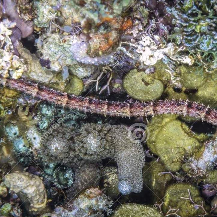 海龍魚(yú)的圖片 海龍魚(yú)的圖片 龍魚(yú)論壇 第28張