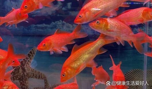 觀賞魚身上充血是什么原因