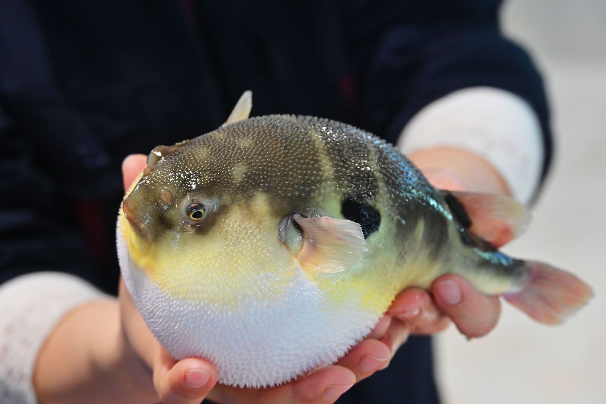 河豚可以用自來水養(yǎng)嗎 河豚可以用自來水養(yǎng)嗎 龍魚論壇 第6張