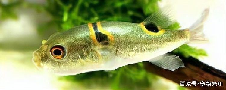 河豚可以用自來水養(yǎng)嗎 河豚可以用自來水養(yǎng)嗎 龍魚論壇 第4張