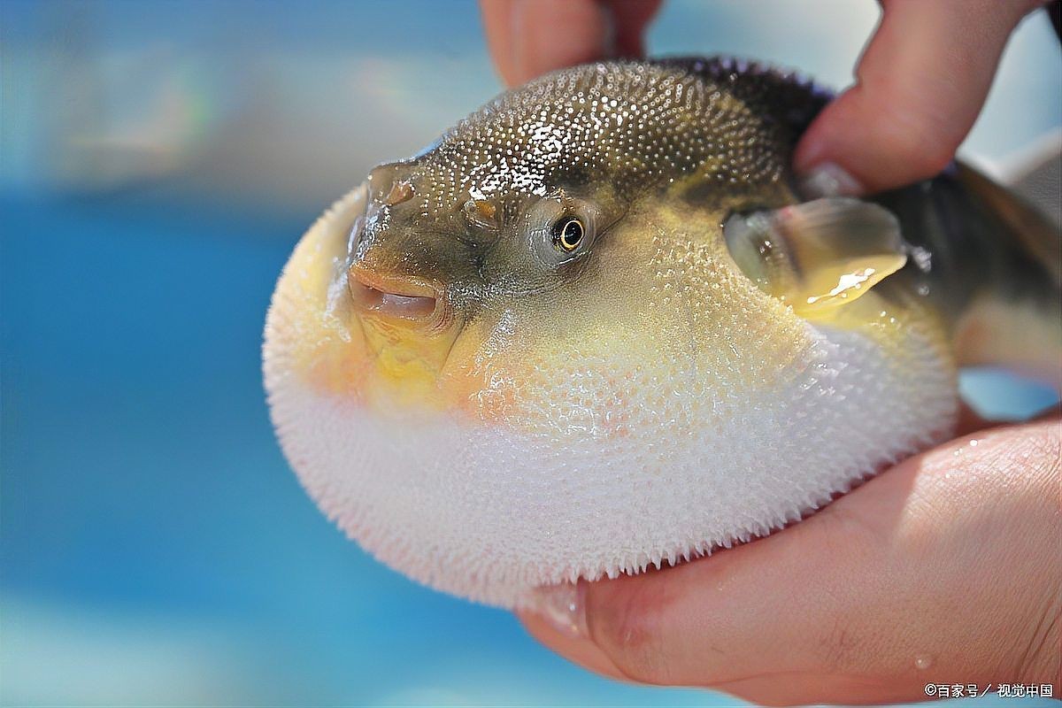 河豚可以用自來水養(yǎng)嗎 河豚可以用自來水養(yǎng)嗎 龍魚論壇 第12張