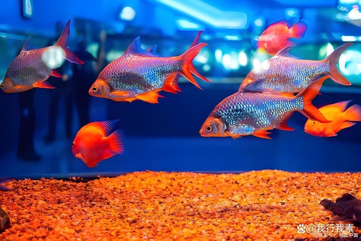 河豚可以用自來水養(yǎng)嗎 河豚可以用自來水養(yǎng)嗎 龍魚論壇 第20張