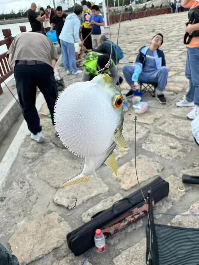河豚可以用自來水養(yǎng)嗎 河豚可以用自來水養(yǎng)嗎 龍魚論壇 第14張