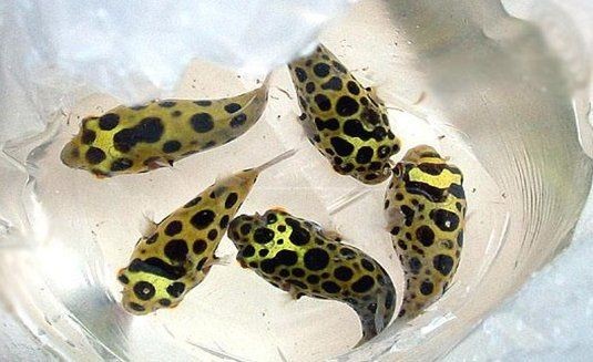 河豚可以用自來水養(yǎng)嗎 河豚可以用自來水養(yǎng)嗎 龍魚論壇 第8張