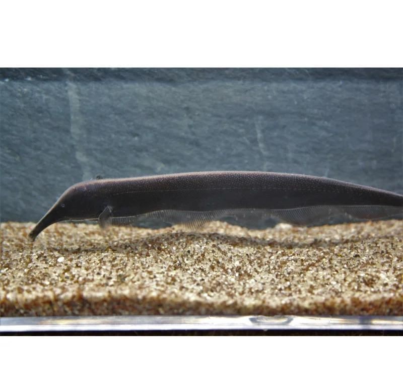 海里的像大象鼻子的魚