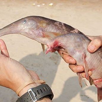 海里的像大象鼻子的魚