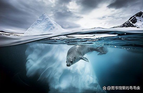海豚鯨魚鯊魚的區別