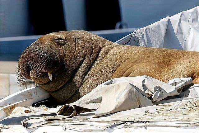 海象會(huì)攻擊人嗎