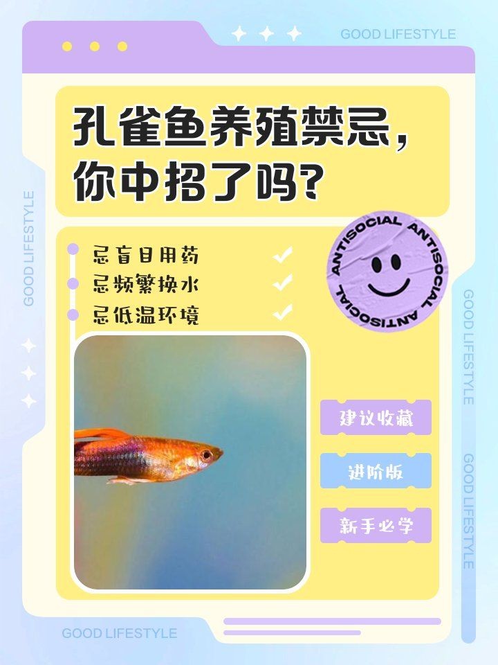 火焰精靈孔雀魚最簡單三個步驟 火焰精靈孔雀魚最簡單三個步驟 龍魚論壇 第9張