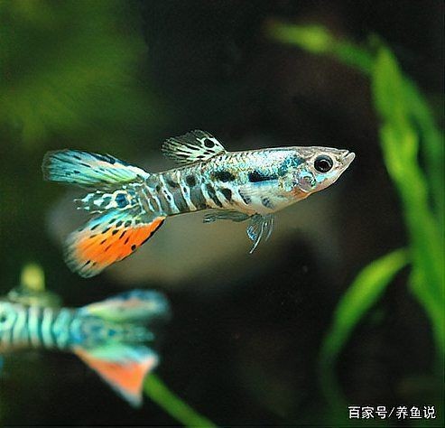 火焰精靈孔雀魚最簡單三個步驟 火焰精靈孔雀魚最簡單三個步驟 龍魚論壇 第7張