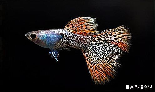 火焰精靈孔雀魚最簡單三個步驟 火焰精靈孔雀魚最簡單三個步驟 龍魚論壇 第5張