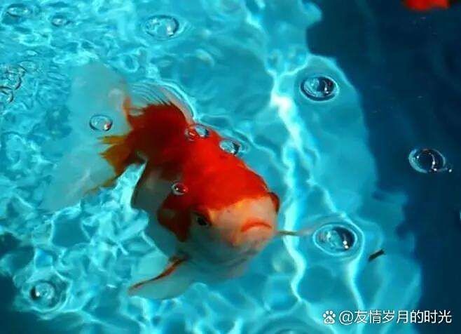 金元寶魚不打氧可以嗎