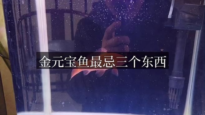 金元寶魚盡量少吃的原因