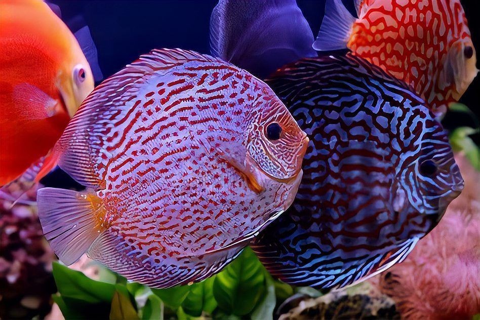 紅龍魚發色過程中會褪色嗎為什么:紅龍魚發色過程中會褪色嗎? 水族問答 第2張 紅龍魚發色過程中會褪色嗎為什么:紅龍魚發色過程中會褪色嗎? 紅龍魚發色過程中會褪色嗎為什么:紅龍魚發色過程中會褪色嗎? 水族問答 第2張