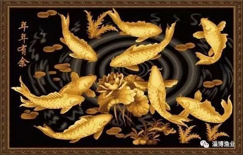 金鳳魚養家里不吉利嗎 金鳳魚養家里不吉利嗎 龍魚百科 第15張
