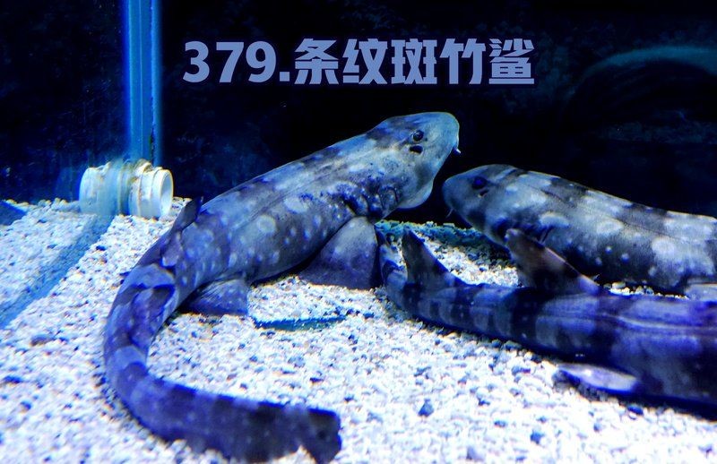 狗鯊 龍魚論壇 第5張 狗鯊 狗鯊 龍魚論壇 第5張