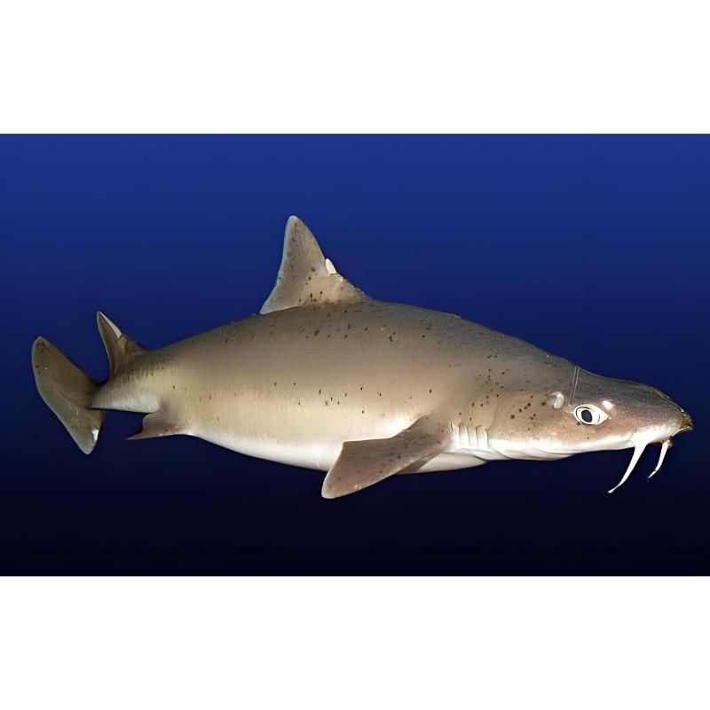 狗鯊 龍魚論壇 第9張 狗鯊 狗鯊 龍魚論壇 第9張