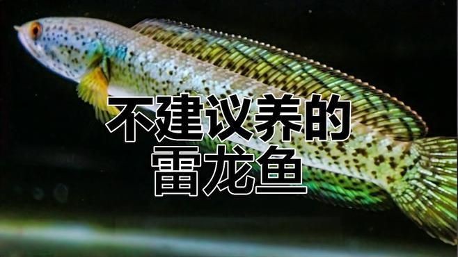為什么不建議養雷龍魚 為什么不建議養雷龍魚 龍魚百科 第6張
