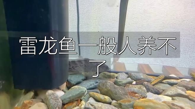 為什么不建議養雷龍魚 為什么不建議養雷龍魚 龍魚百科 第4張