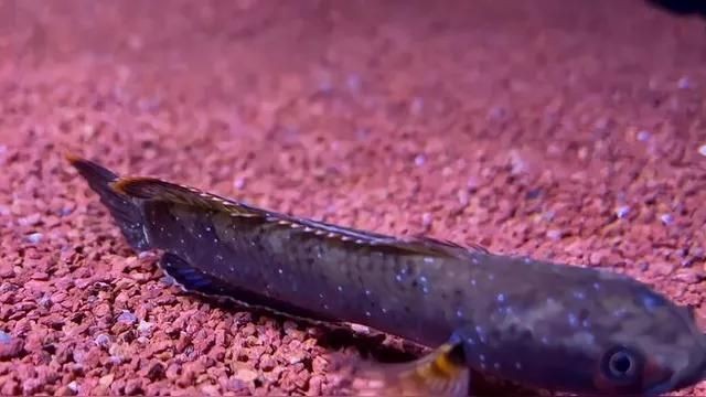 為什么不建議養雷龍魚 為什么不建議養雷龍魚 龍魚百科 第10張