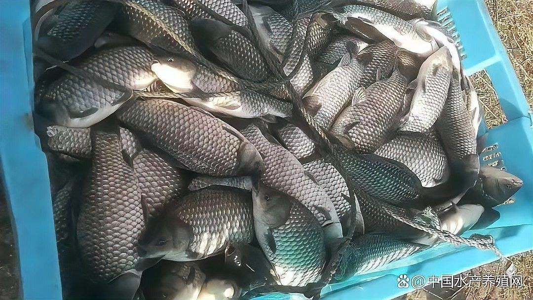 各種常見魚的價格