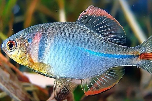 龍魚抽搐嘴時(shí)用漂浮夾板法能快速緩解龍魚抽搐嘴，龍魚抽搐嘴會(huì)自愈嗎